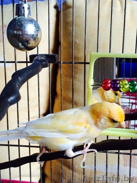 Продам молодого лимонно-белого певчего кенара - Изображение #5, Объявление #1128994