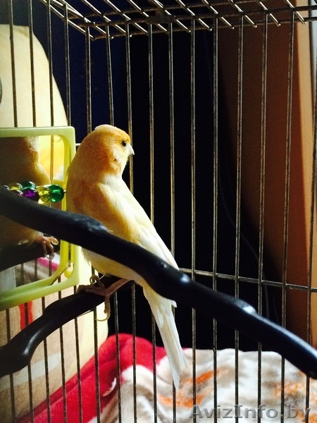 Продам молодого лимонно-белого певчего кенара - Изображение #8, Объявление #1128994