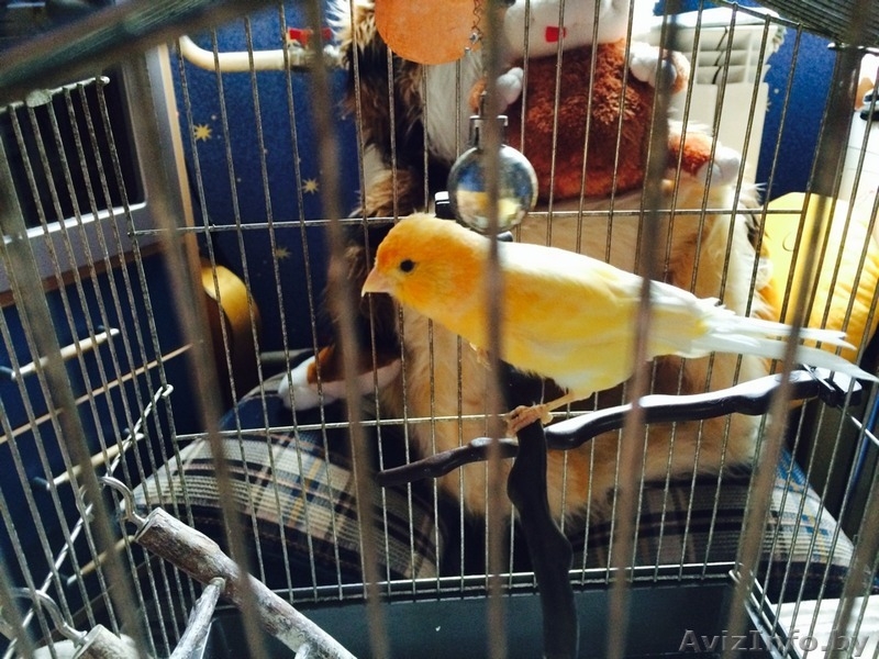 Продам молодого лимонно-белого певчего кенара - Изображение #6, Объявление #1128994