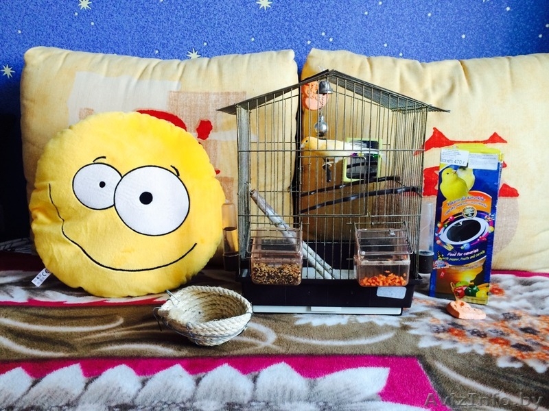 Продам молодого лимонно-белого певчего кенара - Изображение #7, Объявление #1128994