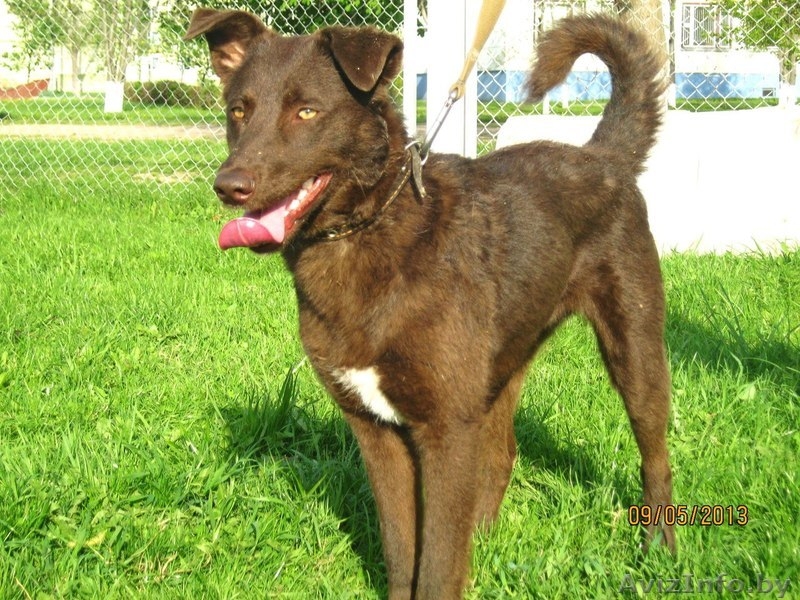 Чока - шоколадная собака в дар! - Изображение #4, Объявление #1139936