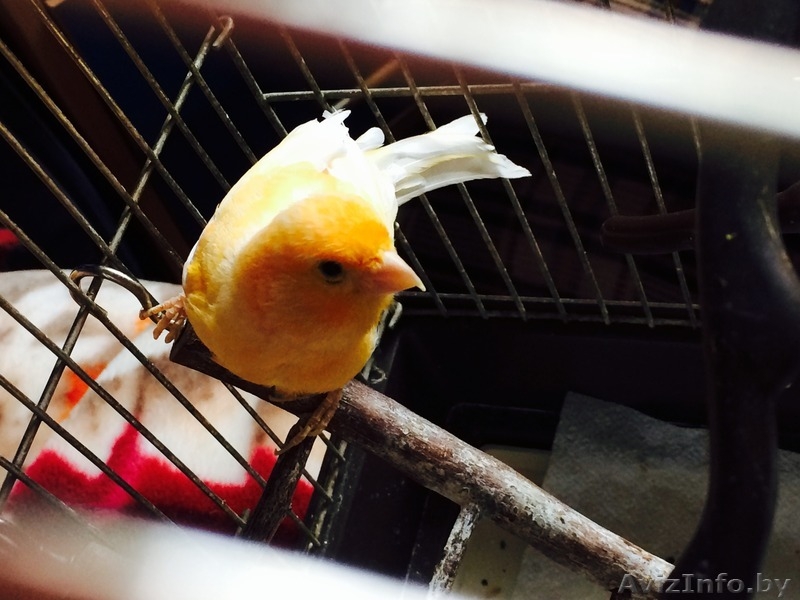 Продам молодого лимонно-белого певчего кенара - Изображение #3, Объявление #1128994