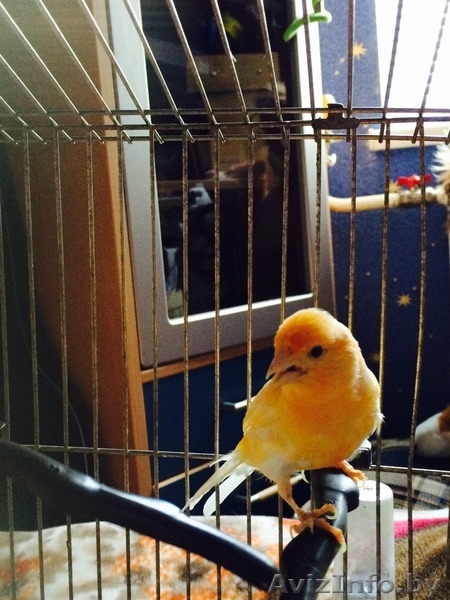 Продам молодого лимонно-белого певчего кенара - Изображение #4, Объявление #1128994