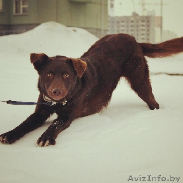 Чока - шоколадная собака в дар! - Изображение #1, Объявление #1139936