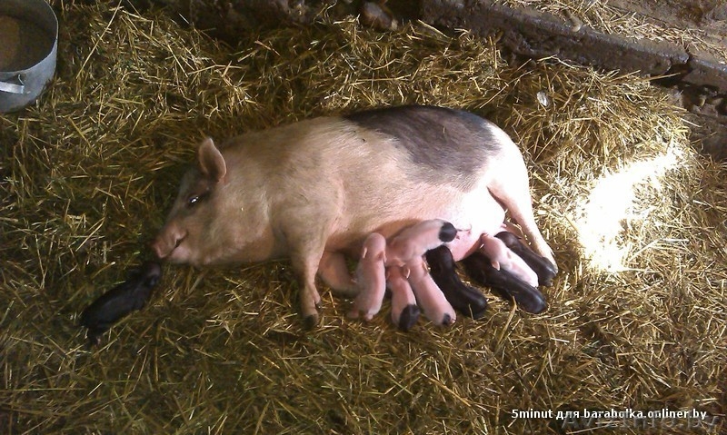 Вьетнамская вислобрюхая свинья - Изображение #2, Объявление #1136762