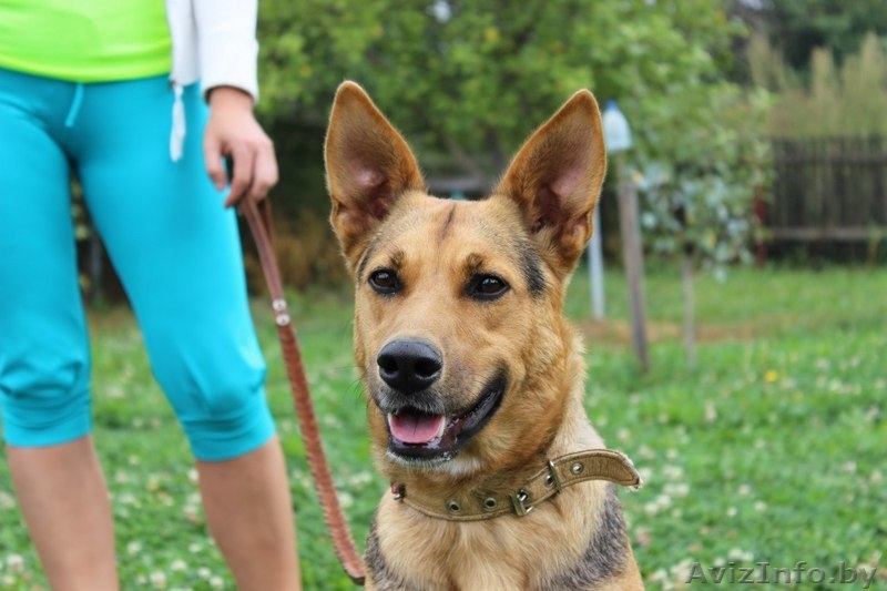 Фрида - прекрасная собака для ответственного человека - Изображение #1, Объявление #1133410