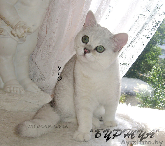 британская кошечка серебрушка - Изображение #1, Объявление #1133661