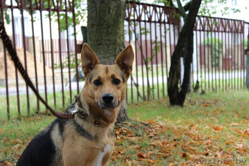 Фрида - прекрасная собака для ответственного человека - Изображение #5, Объявление #1133410