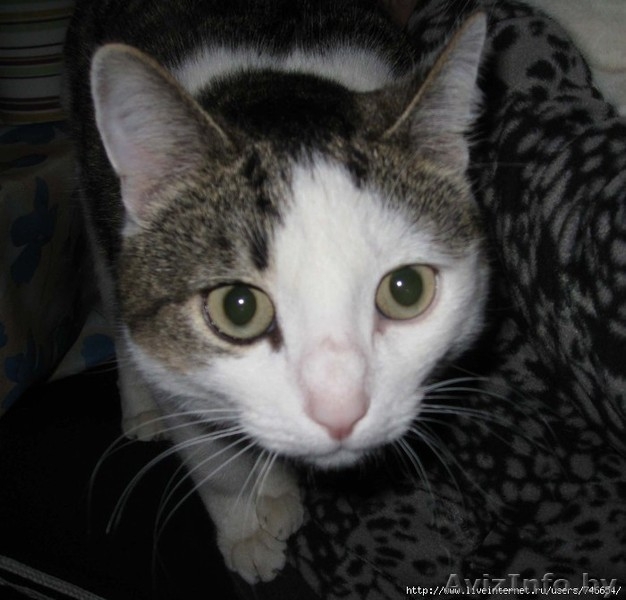 Два ласковых хороших кота ищут новый дом - Изображение #3, Объявление #1131145