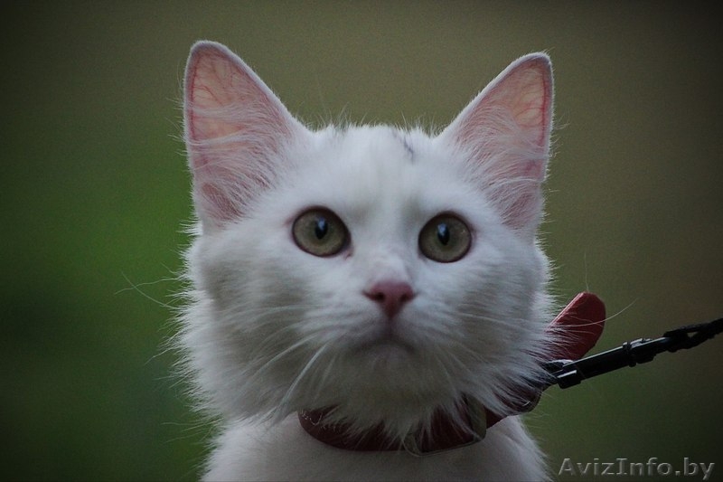 Белая кошечка, домашняя, ласковая, игривая ищет прежних или новых хозяев - Изображение #3, Объявление #1129234
