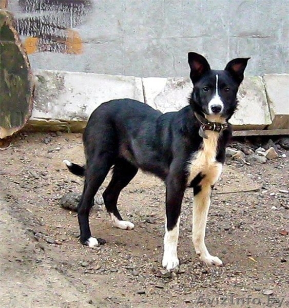 Умка, миниатюрный олененок, ищет дом - Изображение #1, Объявление #1149923