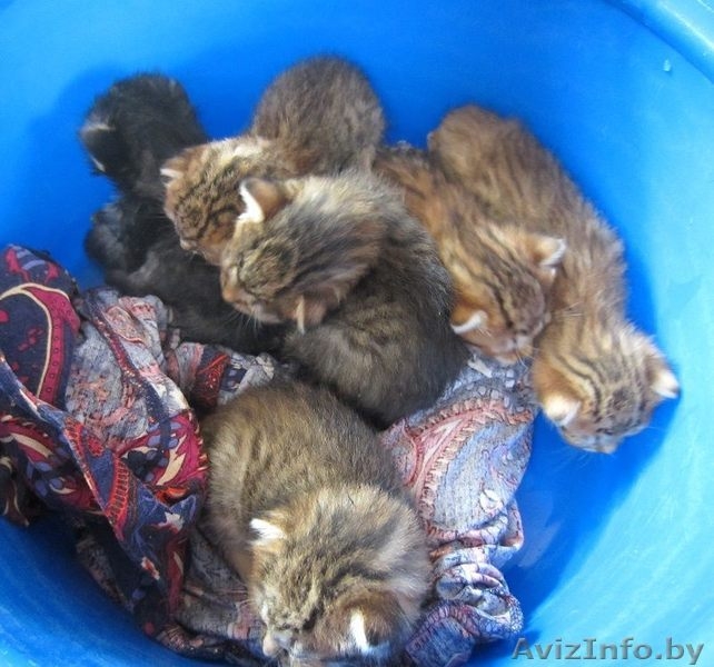 Котята на передержку или в дар! СРОЧНО! - Изображение #2, Объявление #1149255