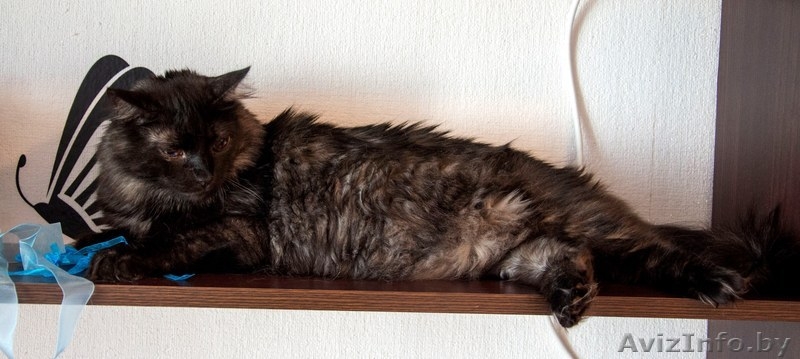 Необычный котик в дар! - Изображение #9, Объявление #1149883