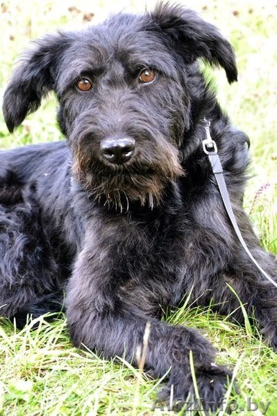 Красотка с янтарными глазами ищет дом! - Изображение #2, Объявление #1139073