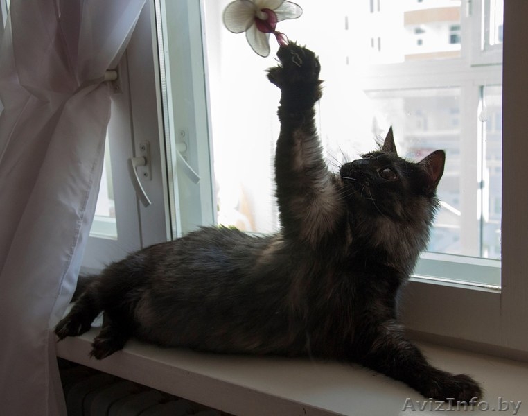 Необычный котик в дар! - Изображение #4, Объявление #1149883