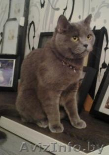 Котята британские и вислоухие скоттиш-фолд - Изображение #6, Объявление #1148520