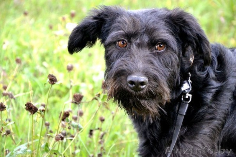 Красотка с янтарными глазами ищет дом! - Изображение #1, Объявление #1139073