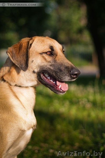 Лада, сука (стерилизована),привита, есть вет. паспорт. Молодая 3 года, крупная - Изображение #3, Объявление #1141806