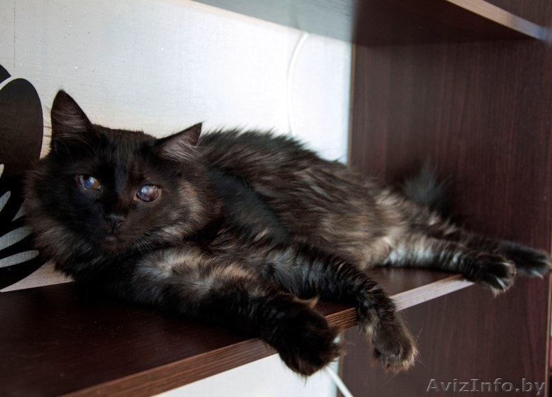 Необычный котик в дар! - Изображение #3, Объявление #1149883