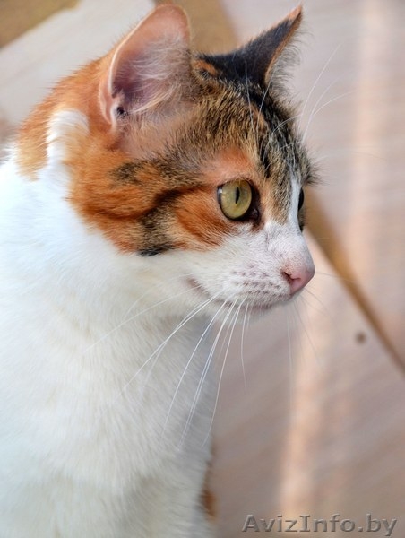 Кошечка Алиса в дар! - Изображение #1, Объявление #1141288