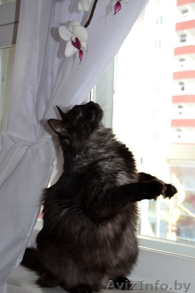 Необычный котик в дар! - Изображение #2, Объявление #1149883