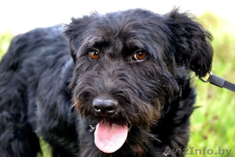 Красотка с янтарными глазами ищет дом! - Изображение #4, Объявление #1139073