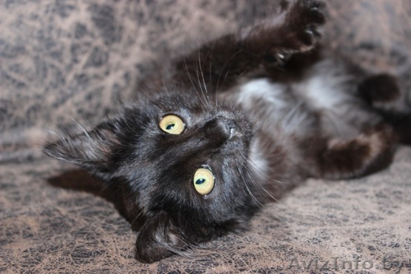 отдам в хорошие руки котенка-девочку - Изображение #2, Объявление #1147220