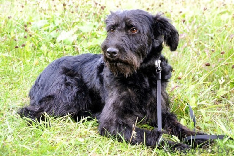 Красотка с янтарными глазами ищет дом! - Изображение #5, Объявление #1139073