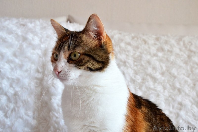 Кошечка Алиса в дар! - Изображение #6, Объявление #1141288