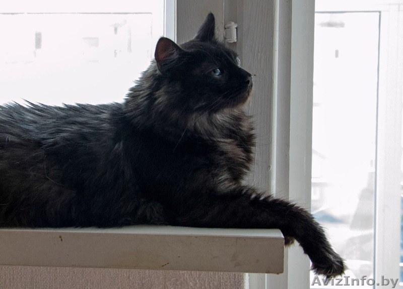 Необычный котик в дар! - Изображение #7, Объявление #1149883