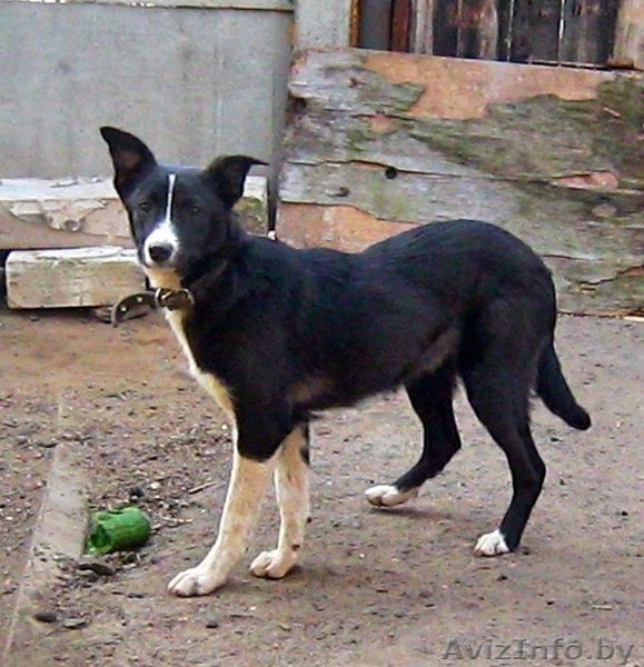 Умка, миниатюрный олененок, ищет дом - Изображение #2, Объявление #1149923