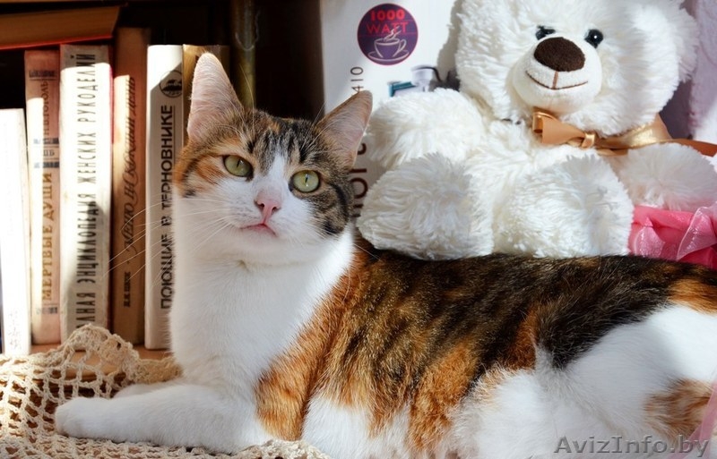 Кошечка Алиса в дар! - Изображение #7, Объявление #1141288