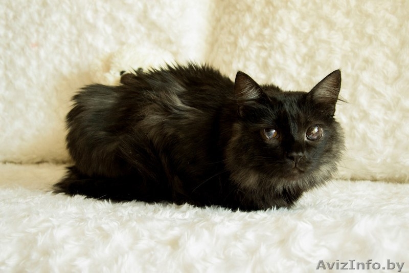 Необычный котик в дар! - Изображение #6, Объявление #1149883