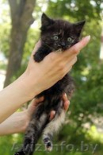 Очаровательные котодетки в добрые руки!!! - Изображение #4, Объявление #1142167