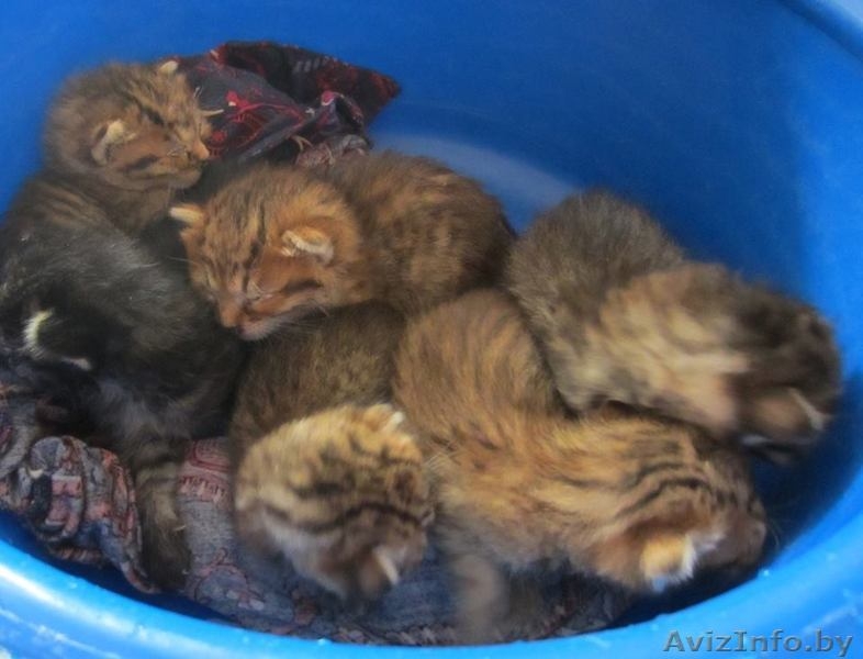 Котята на передержку или в дар! СРОЧНО! - Изображение #1, Объявление #1149255
