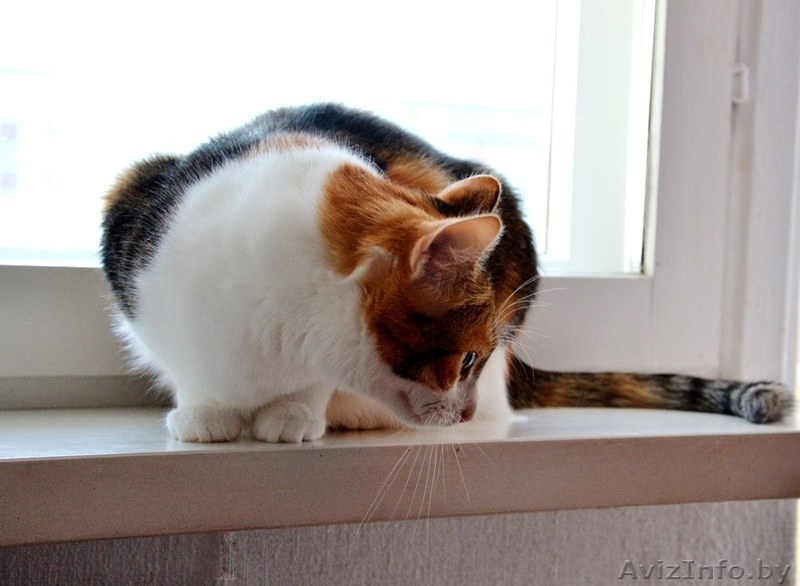 Кошечка Алиса в дар! - Изображение #9, Объявление #1141288