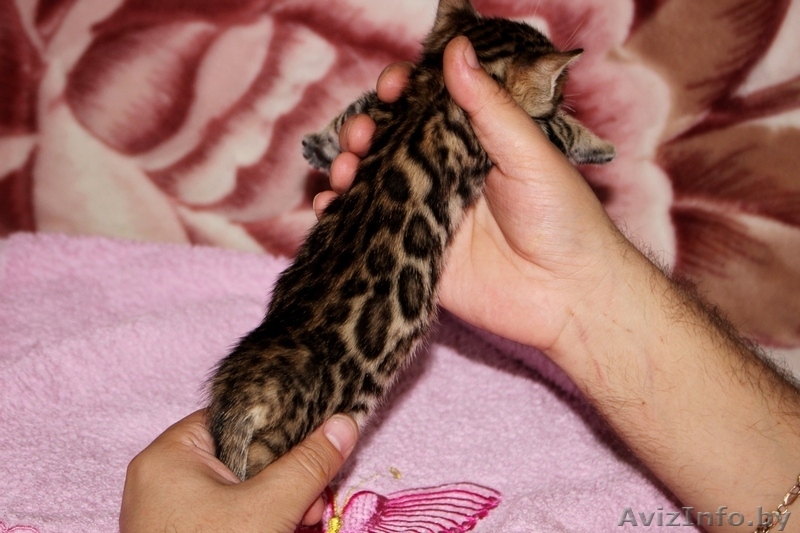 Бенгальские котята для души и в разведение - Изображение #1, Объявление #1147486