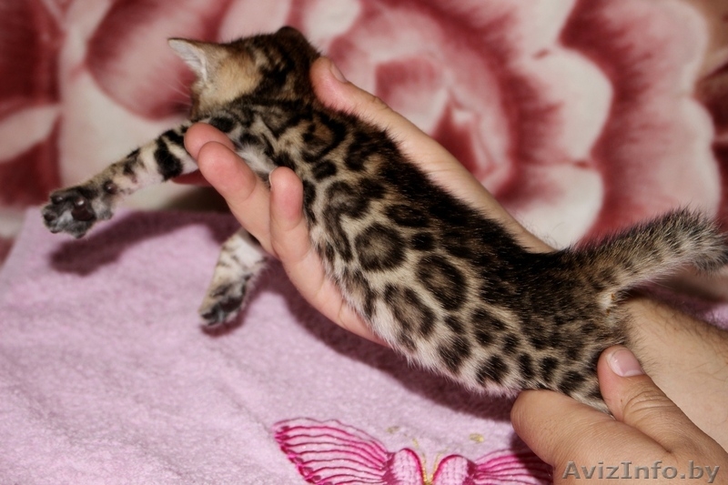 Бенгальские котята для души и в разведение - Изображение #2, Объявление #1147486