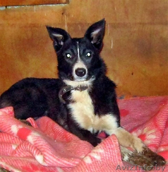 Умка, миниатюрный олененок, ищет дом - Изображение #3, Объявление #1149923