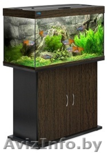 Аквариум Биодизайн - Изображение #5, Объявление #1147522