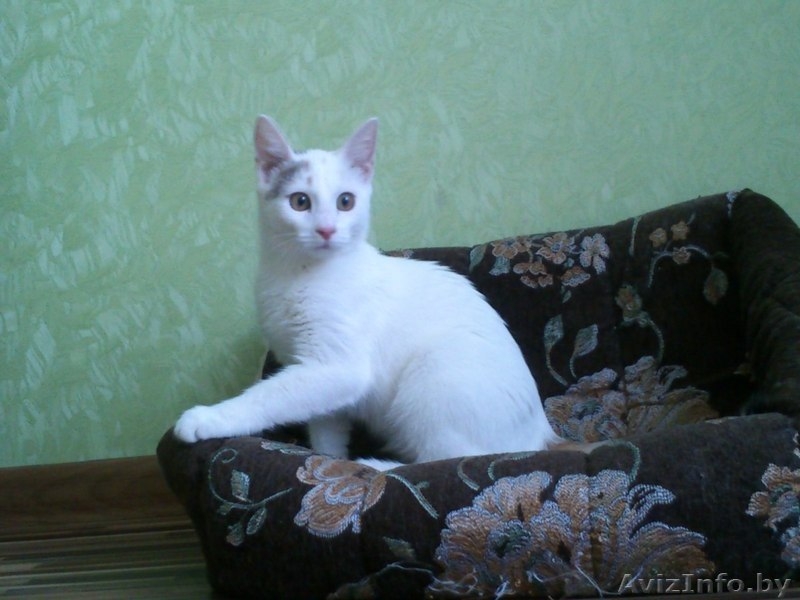 АЛИСА - ТРЕХЦВЕТНАЯ БЛОНДИНКА В ДАР!!! - Изображение #1, Объявление #1154156