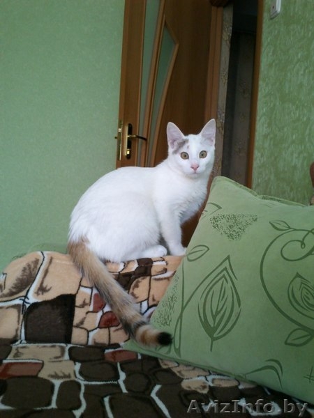 АЛИСА - ТРЕХЦВЕТНАЯ БЛОНДИНКА В ДАР!!! - Изображение #2, Объявление #1154156