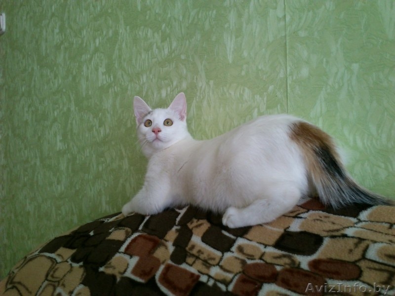 АЛИСА - ТРЕХЦВЕТНАЯ БЛОНДИНКА В ДАР!!! - Изображение #4, Объявление #1154156