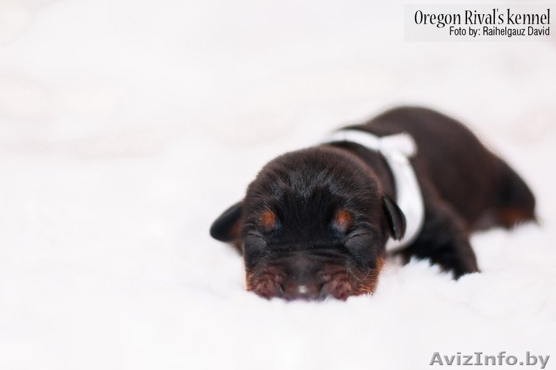 Продам Прекрасных Щенков Добермана - Изображение #2, Объявление #846185