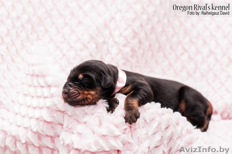 Продам Прекрасных Щенков Добермана - Изображение #3, Объявление #846185