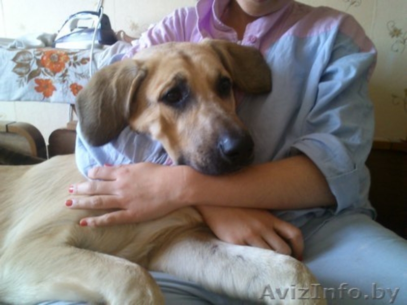 Собаке срочно нужна помощь - Изображение #1, Объявление #1145835