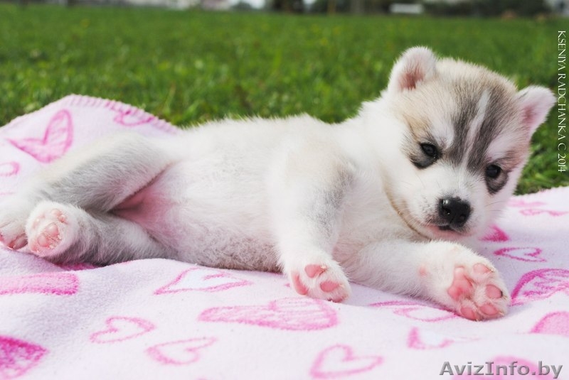 Щенки Сибирского Хаски - Изображение #1, Объявление #1148296