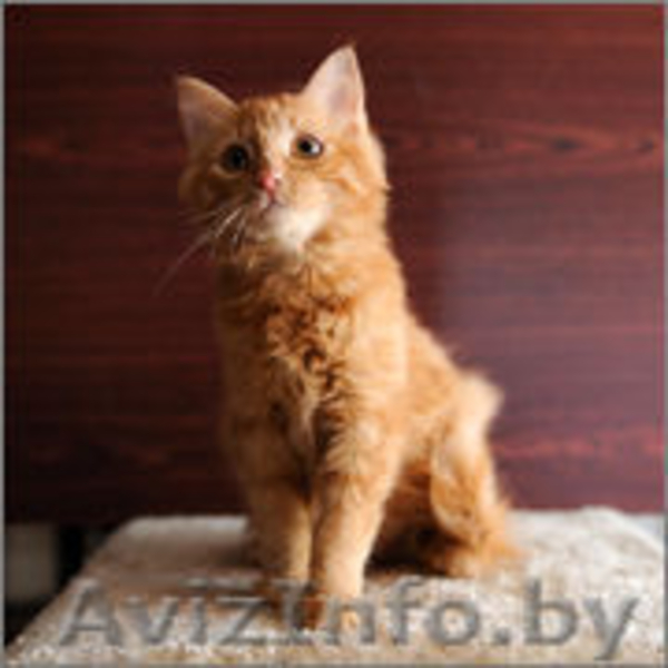 Солнечная малышка в дар! - Изображение #2, Объявление #1143387