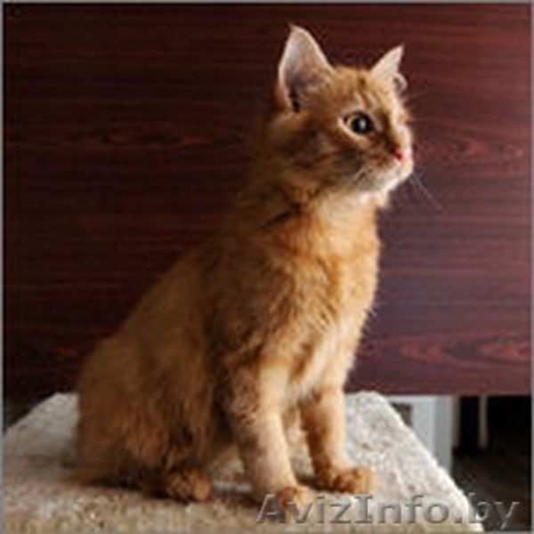 Солнечная малышка в дар! - Изображение #5, Объявление #1143387