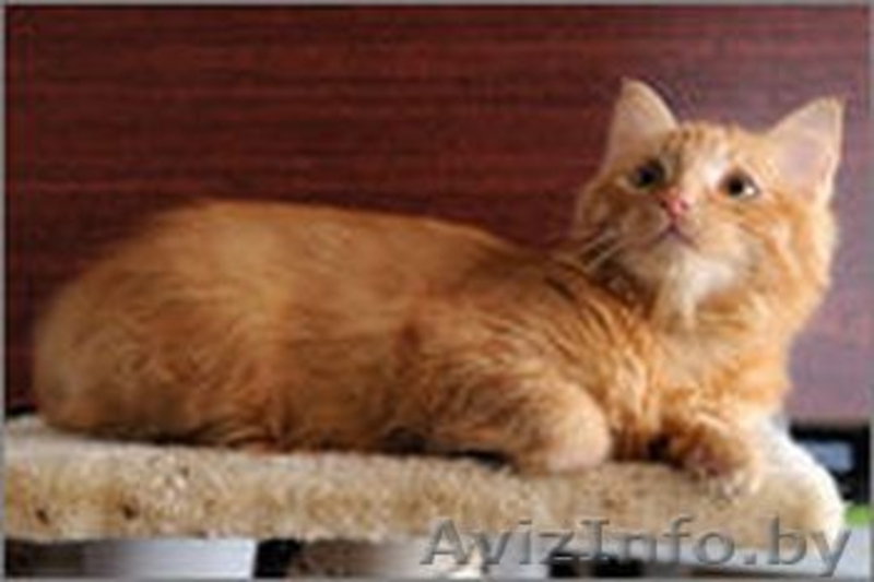 Солнечная малышка в дар! - Изображение #4, Объявление #1143387